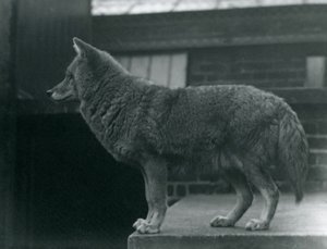 Un Coyote en el Zoológico de Londres, octubre de 1920 de Frederick William Bond
